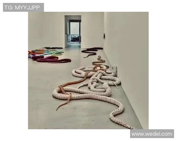 加莱诺：探索艺术与生活交融的奇妙旅程与启示