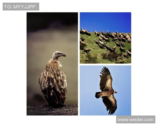 大阪钢吧与鸟类的奇妙对话探索自然与城市的和谐共生